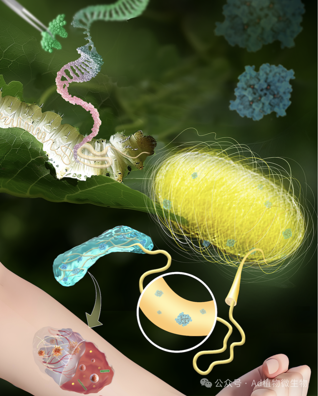 Adv. Mater. 封面文章！夏庆友团队一种用于开发功能性丝素蛋白基生物材料的高效生物合成系统