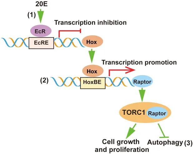 J Biol Chem丨山东大学赵小凡课题组揭示昆虫蜕皮激素抑制Raptor转录的分子机制