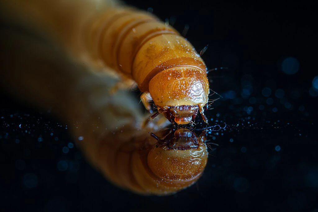 Biology Letters 精选 | 黄粉虫能成为全球微塑料危机的救星吗？