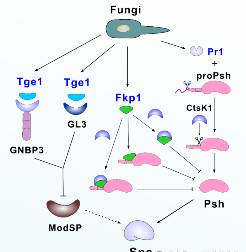 PNAS-王成树研究组揭示了昆虫病原真菌揭示了昆虫病原真菌如何通过分泌毒力因子介导的免疫识别途径，从而促进真菌感染的过程