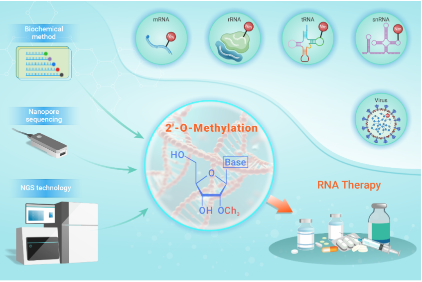 The Innovation Life | RNA2'-氧-甲基化：功能探索与治疗前景