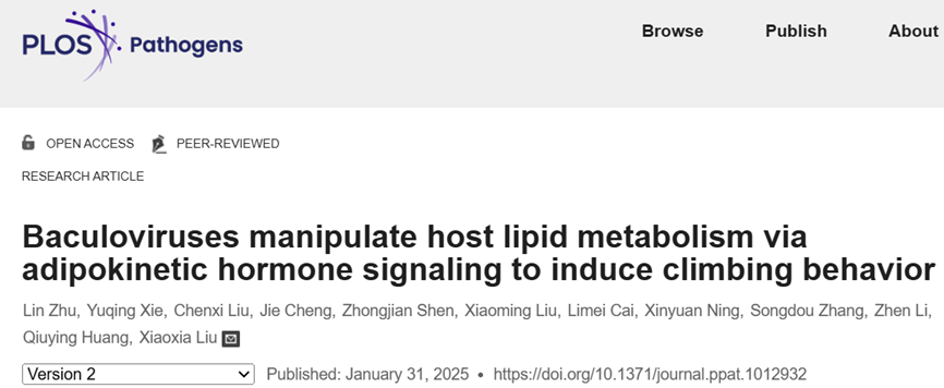 PLoS Pathogens-中国农业大学刘小侠研究团队揭示核型多角体病毒调控棉铃虫上爬行为的分子机制