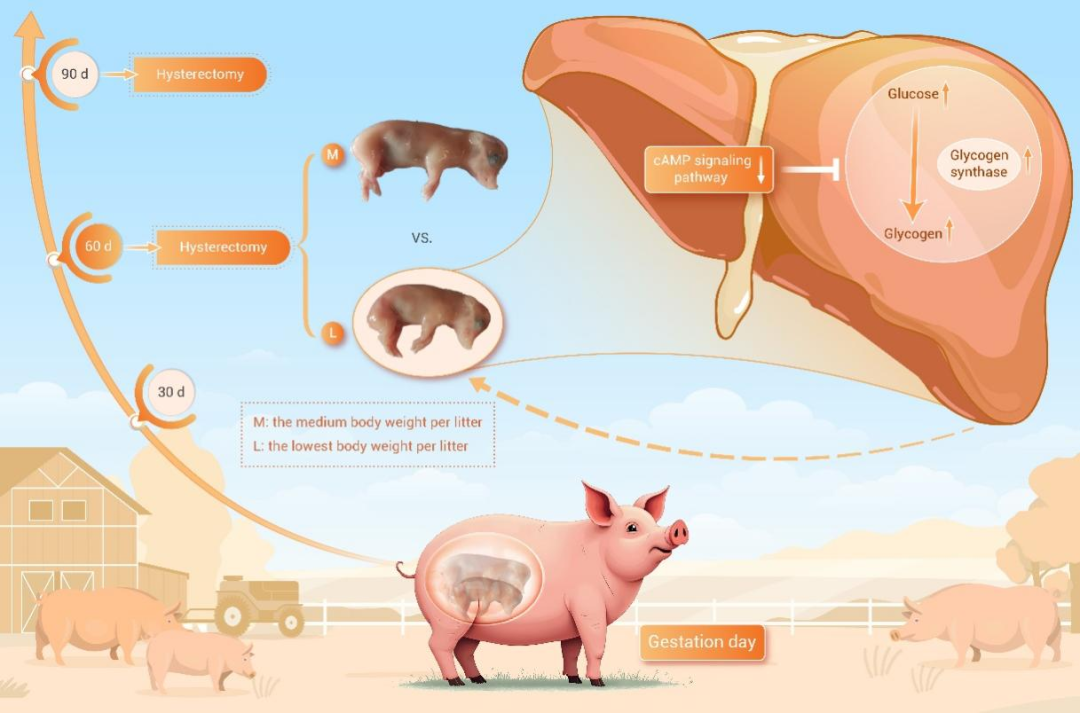 The Innovation Life | 基于猪模型的低体重胎儿肝脏糖原蓄积异常研究