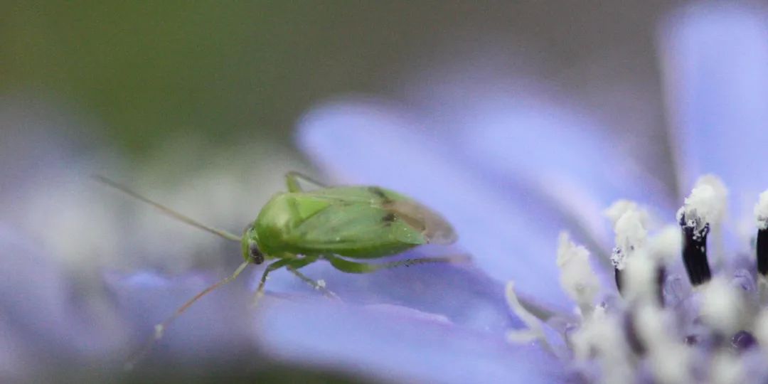 中国科学院分子植物科学卓越创新中心/上海植物生理生态研究所毛颖波课题组诚聘助理研究员/博士后