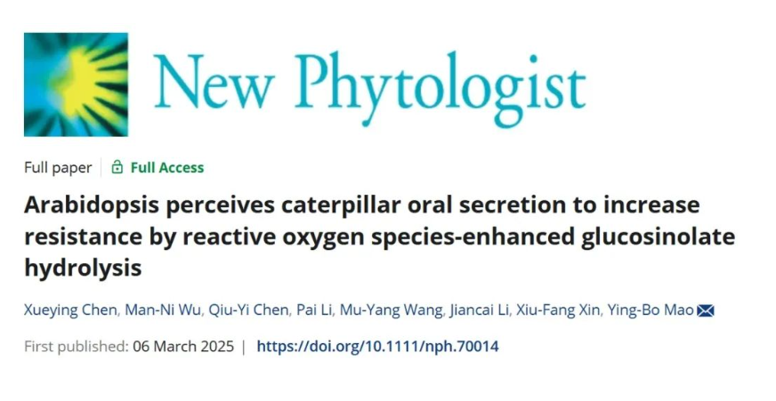 NP-毛颖波研究组揭示植物感知昆虫口器分泌物抗虫的分子机制