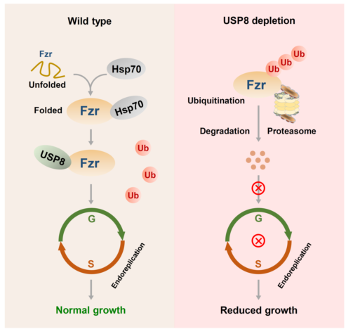 Science Advances│程道军课题组揭示USP8和Hsp70协同调控昆虫核内复制细胞周期并决定器官大小的机制