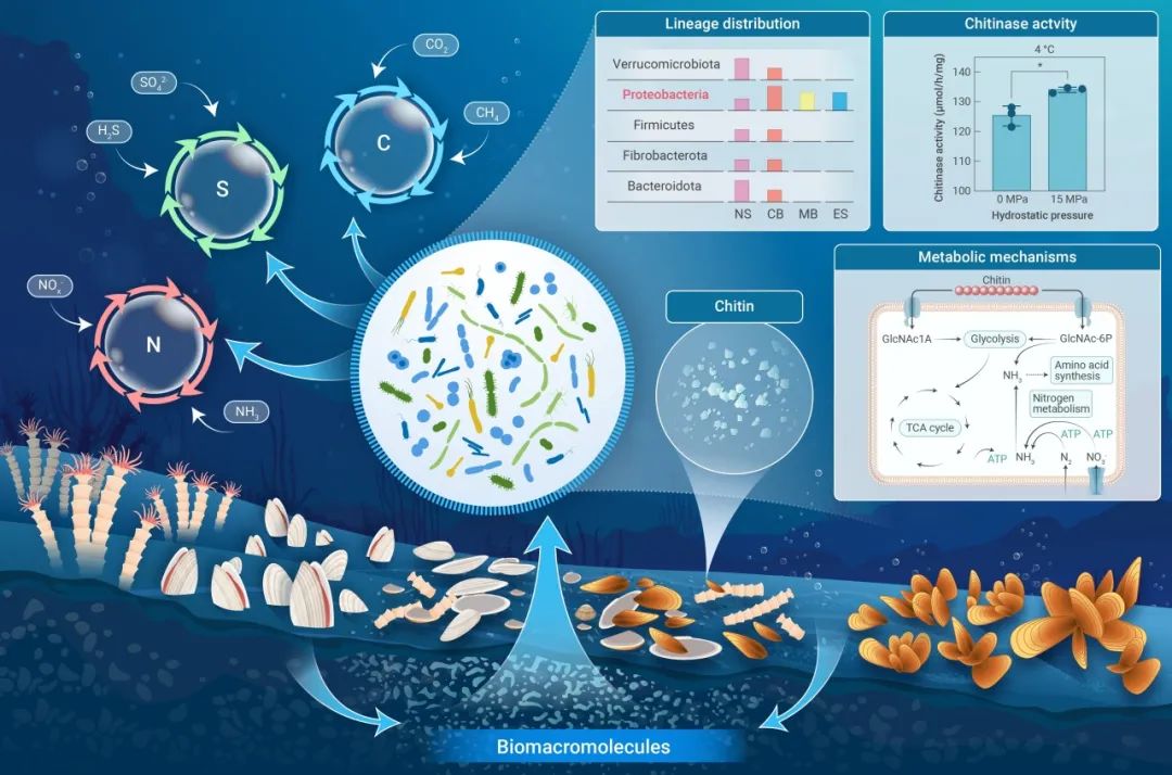 The Innovation Geoscience | 探究冷泉沉积物中有机营养型微生物在地球化学循环中的奥秘