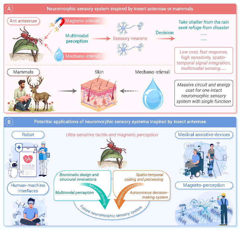 The Innovation Life | 仿生昆虫触角的神经形态传感：解锁多模态感知与智能处理的新境界