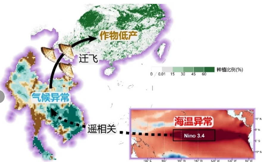 Nature Food-厄尔尼诺事件诱发中国南方水稻减产的新机制