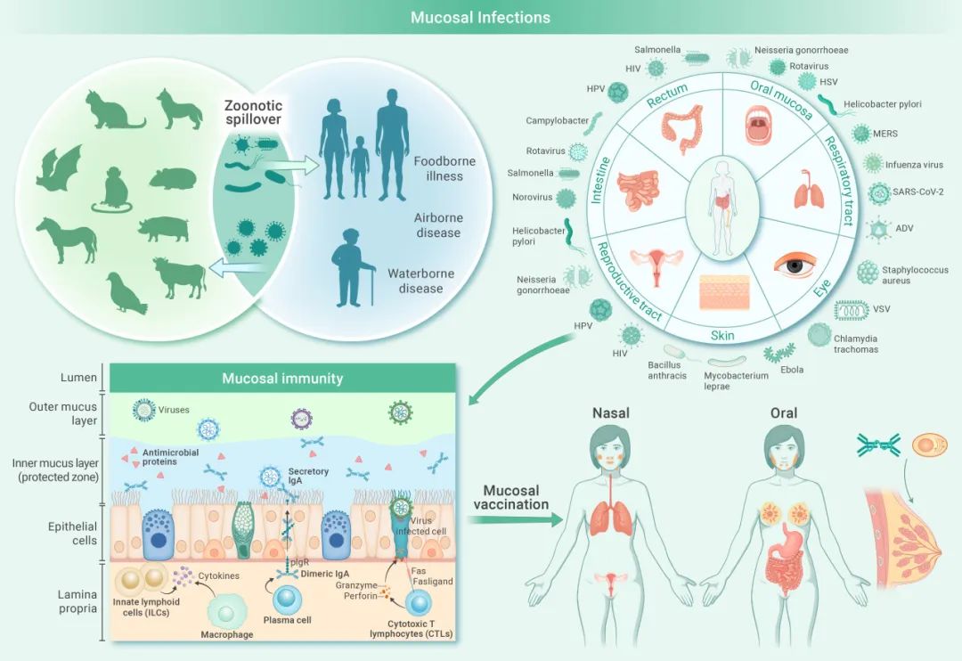 The Innovation | 中外科学家倡议加强黏膜疫苗与黏膜免疫研究，为传染病防控注入新动力           昆虫小学生     2025年06月15日 12:05 贵州                      以下文章来源于TheInnovation创新   ，作者Diana Boraschi          TheInnovation创新  . A journal to see the unseen & change the unchanged.