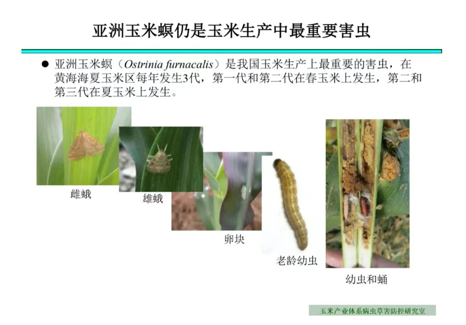 王振营研究员：我国玉米主要病虫害防控技术