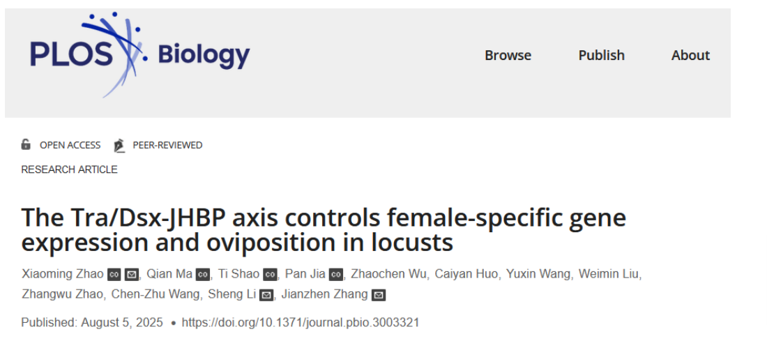 PLOS Biol.-山西大学张建珍/赵小明团队揭示雌性飞蝗产卵策略的发育奥秘：性二态节间膜的特化