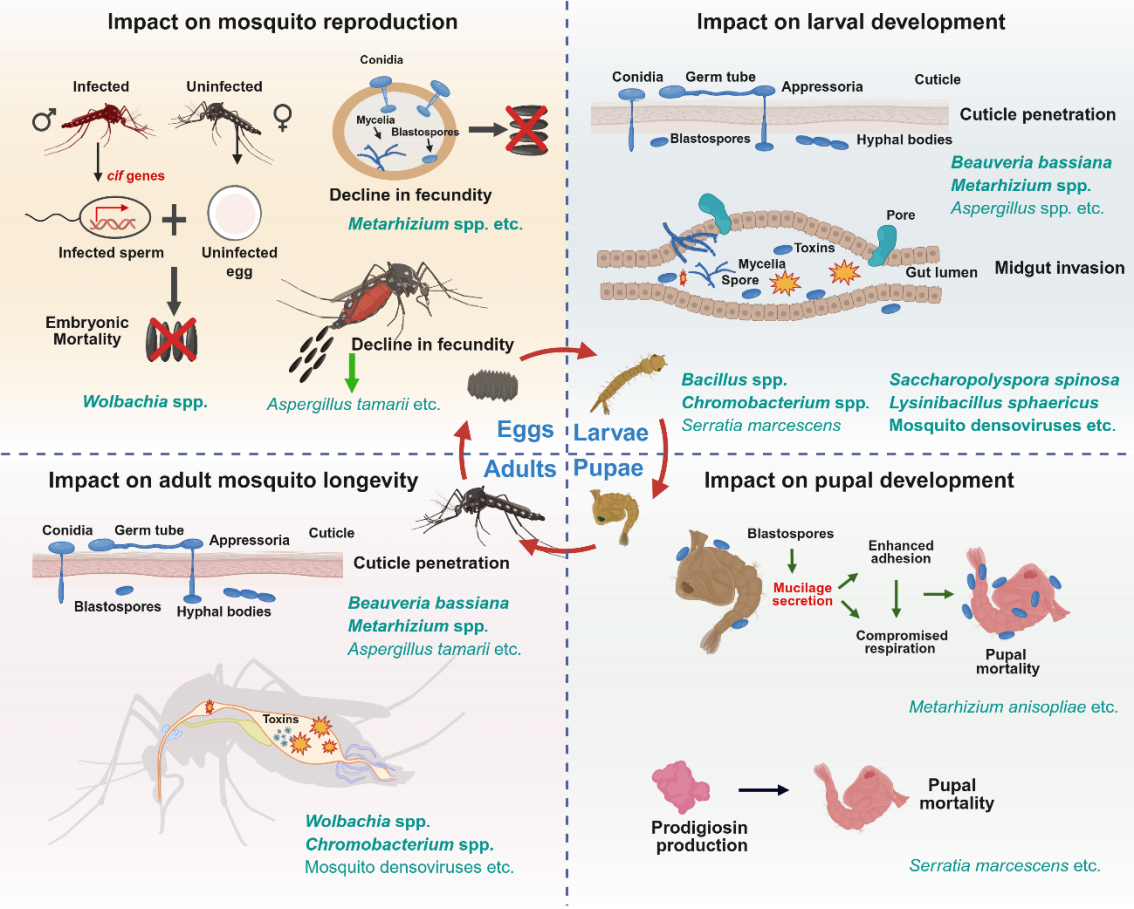 Trends in Microbiology-清华大学程功团队与合作者发表综述丨微生物助力蚊媒病毒病防控：从实验室到田间