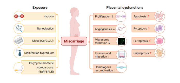 The Innovation Medicine | 环境污染物暴露导致胎盘功能障碍进而引发不明病因流产