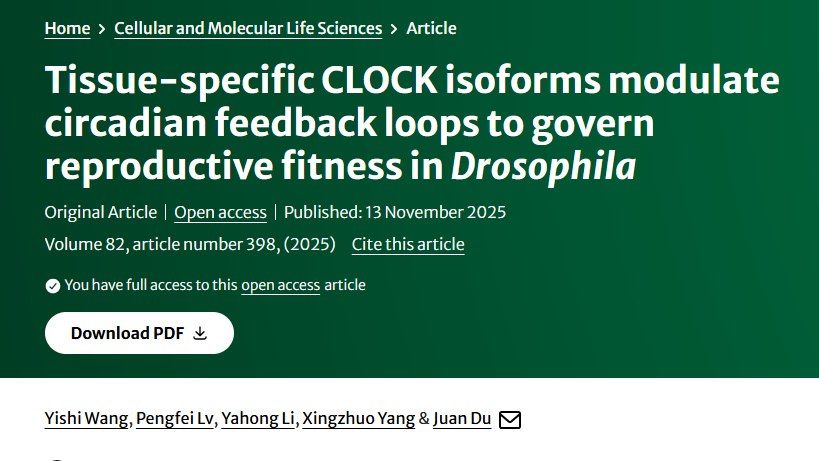 CMLS-中国农业大学杜娟教授团队揭示组织特异性CLOCK可变剪接异构体影响果蝇生殖适应度