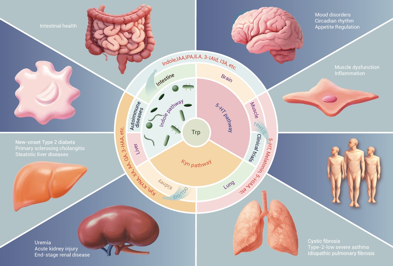The Innovation Life | 色氨酸代谢介导的器官互作及其在疾病防控中的潜在应用