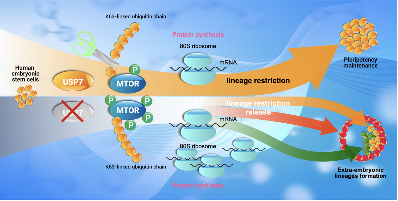 The Innovation Life | 限制人多能干细胞发育潜能的新机制