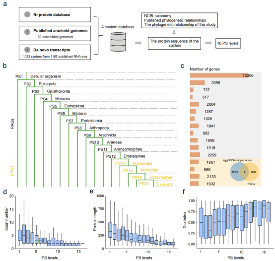 Nature Communications｜西南大学王翊/马三垣课题组揭示“演化新兵”如何锻造超强丝纤维