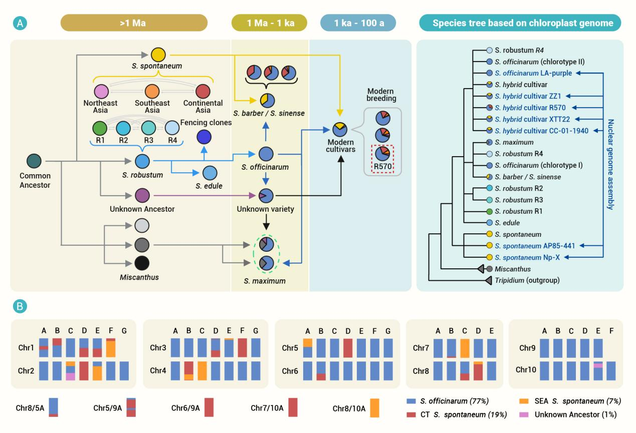 The Innovation Life | 基因组学研究揭示甘蔗起源与驯化历史并为精准育种提供新范式