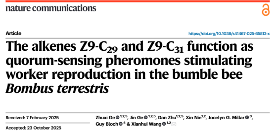 NC-《蜂群“时势造英雄”--王宪辉研究团队揭示工蜂生育需同时获得“战斗胜利”与“群体感应信息素”双重认证》