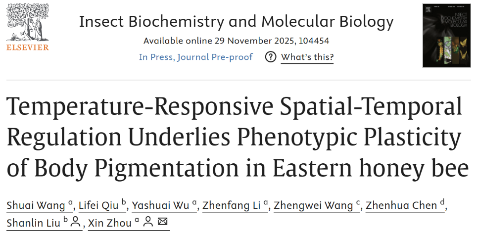 蜜蜂如何“换装”过冬？研究揭示温度介导的蜜蜂体色可塑性分子调控机制