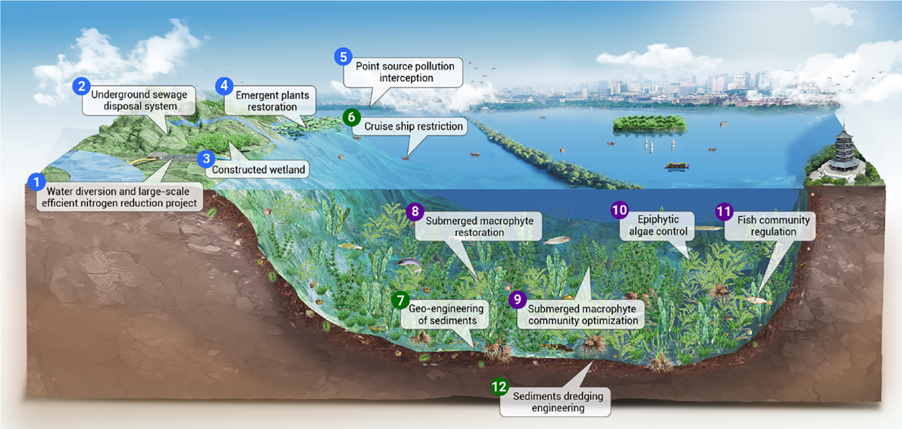 The Innovation | 中国杭州西湖实现可持续水清草绿的创新之路